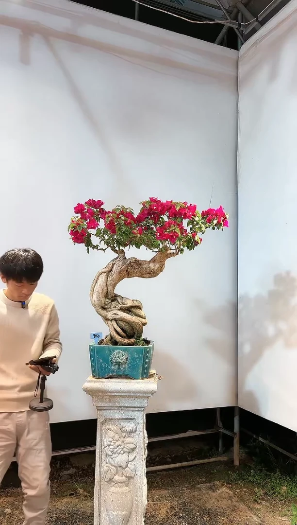 三角梅专场一物一拍43