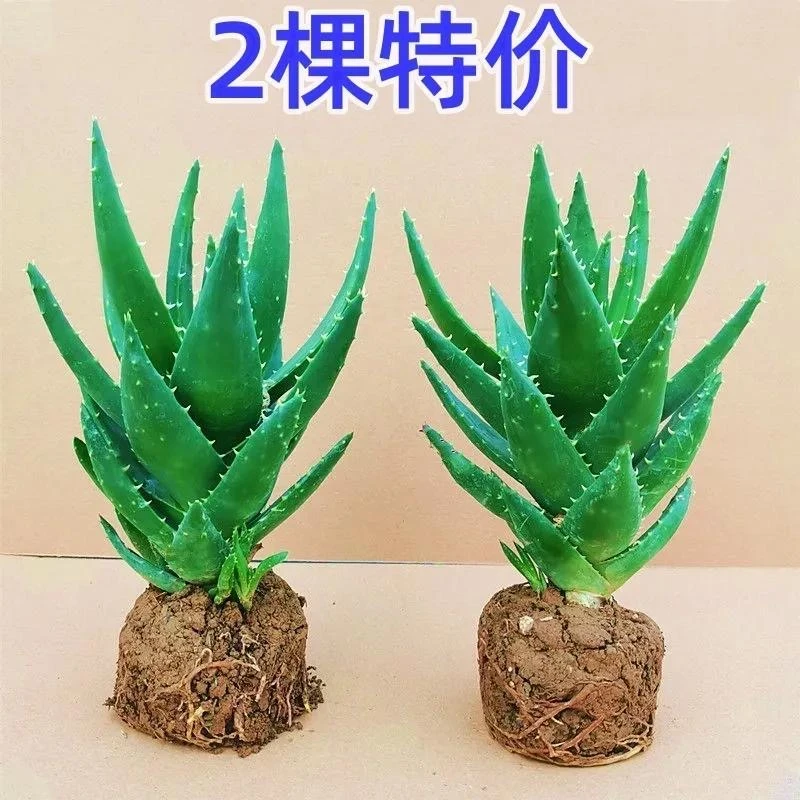 芦荟盆栽室内除甲醛净化空气绿植物办公桌多肉四季好养花卉仙人掌