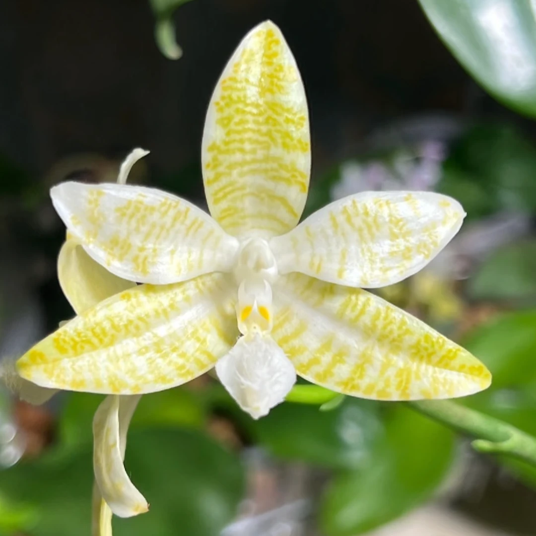 蝴蝶兰【象形文字白变种】一物一拍 原生种蝴蝶兰 趣味兰 好养易活