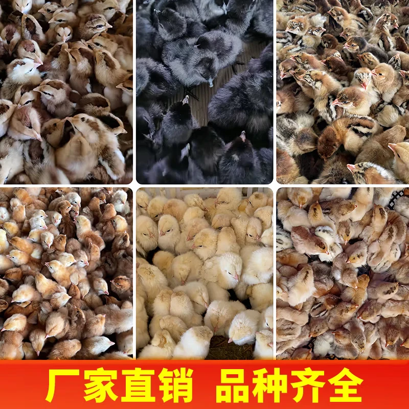 【顺丰多地次日达包邮】宠物鸡