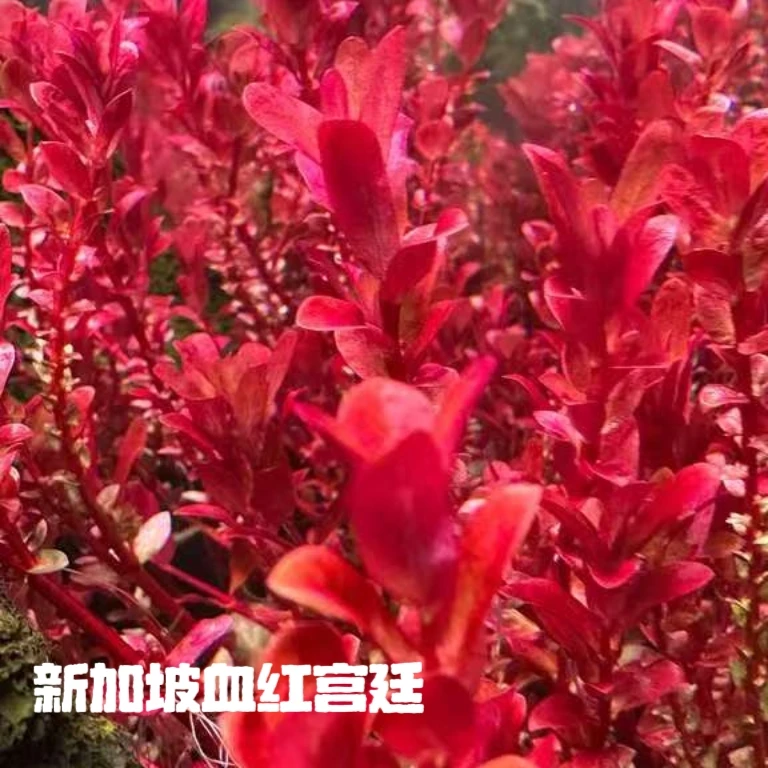 水草  水下叶水草
