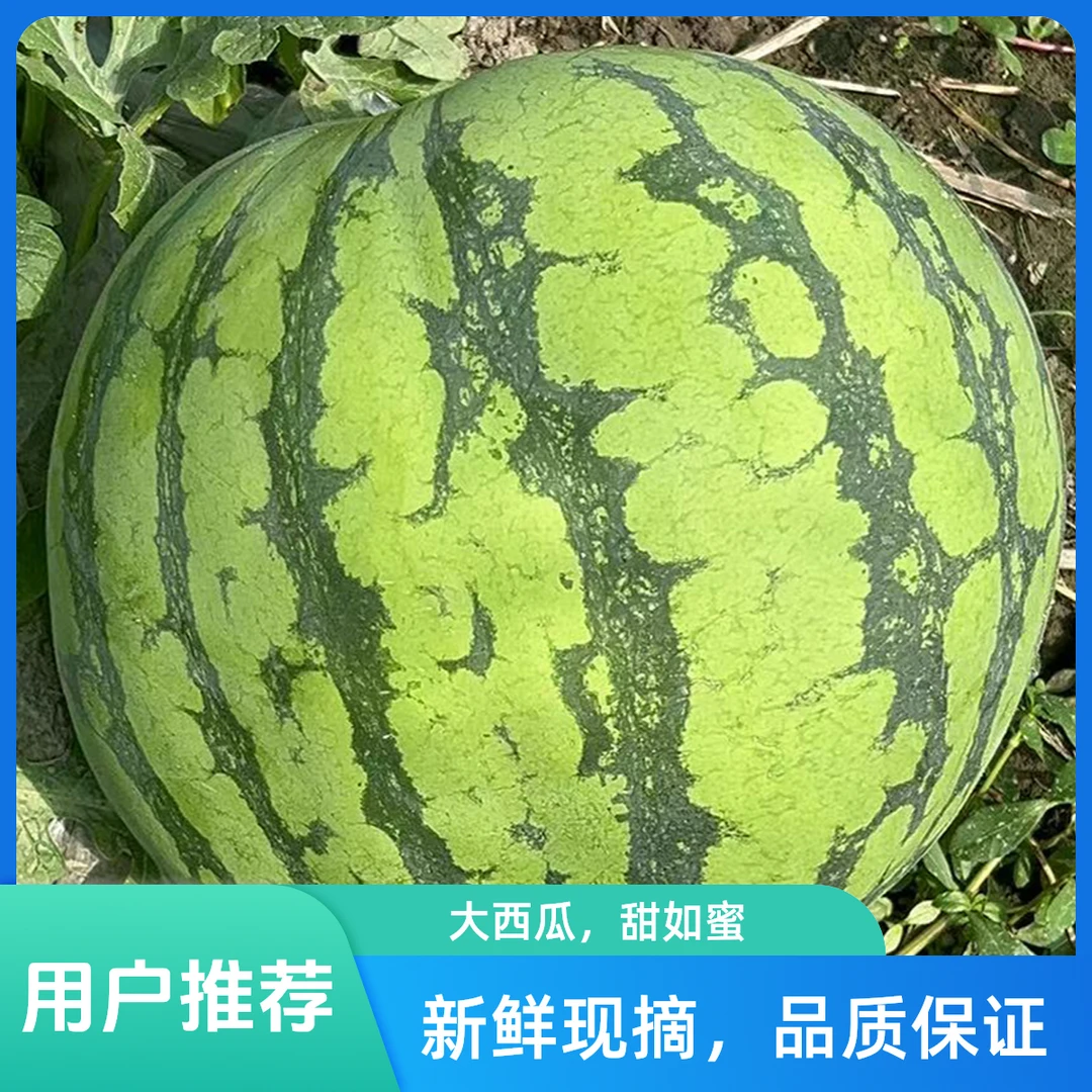 益农本地西瓜新鲜采摘