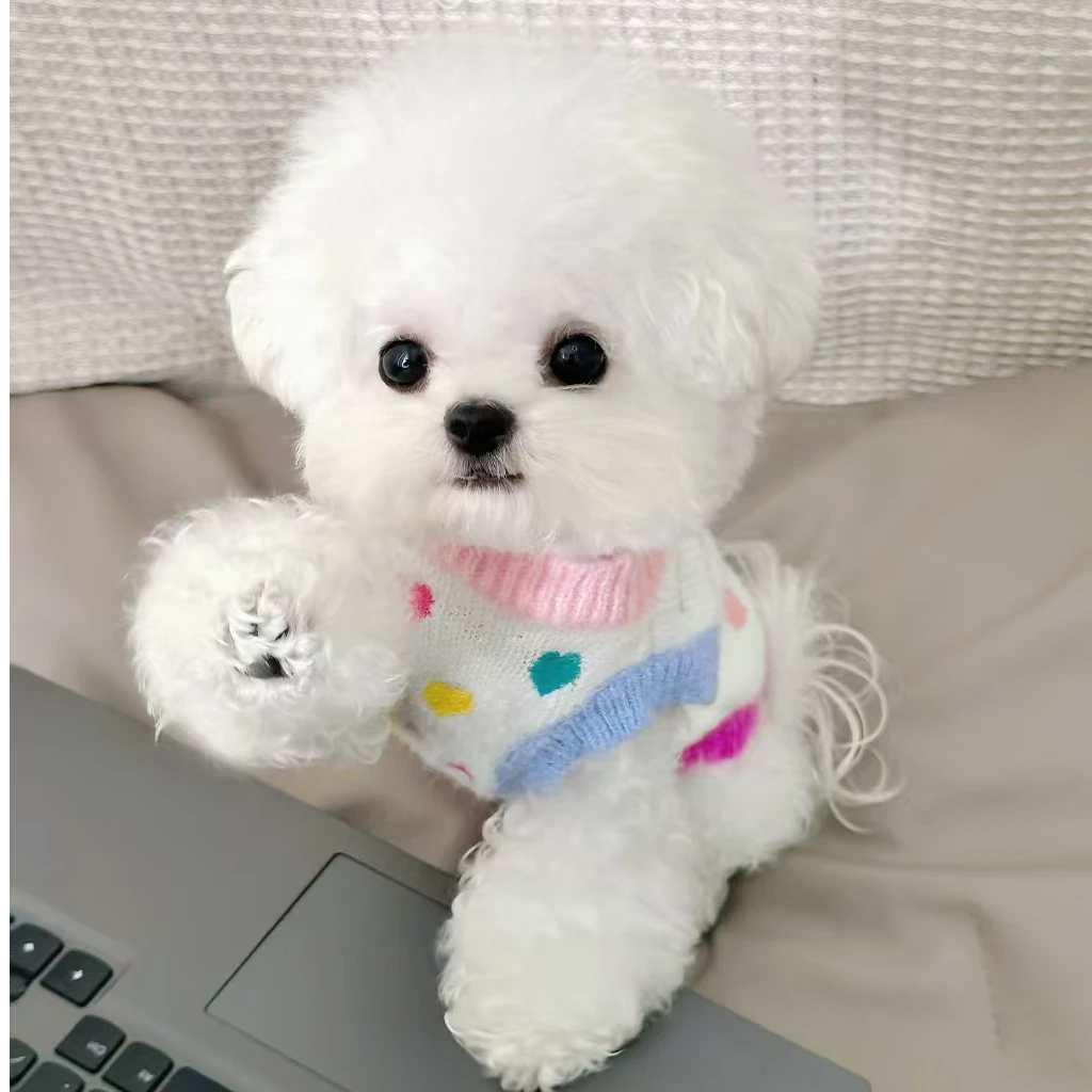 鞍山比熊之家活体成交链接