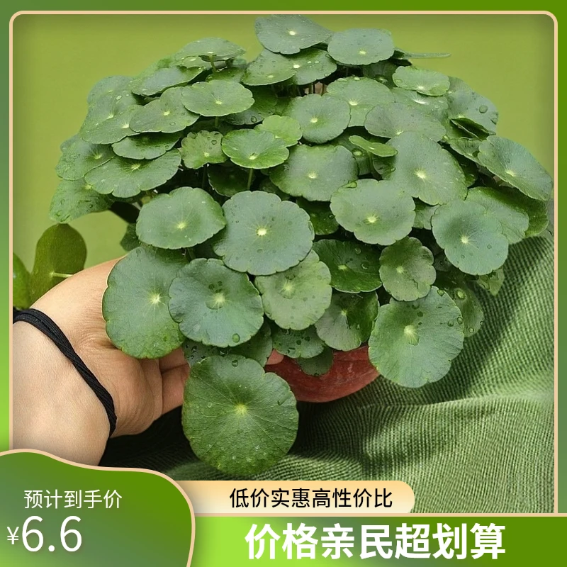 基地直发大叶铜钱草水培植物室内易养护颜色墨绿根茎粗壮