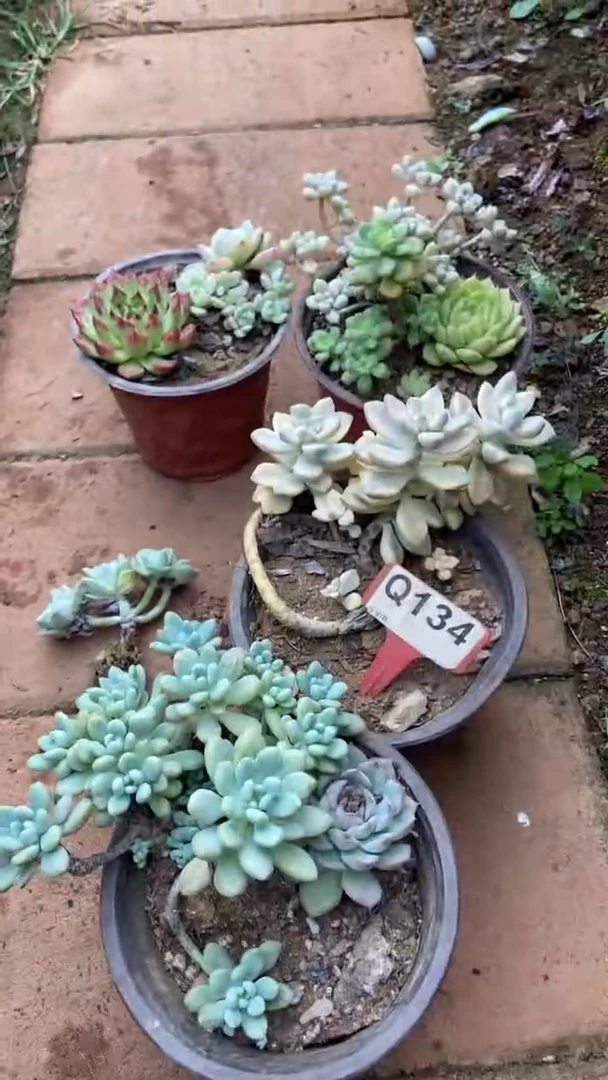Q134多肉组合默认脱土发货