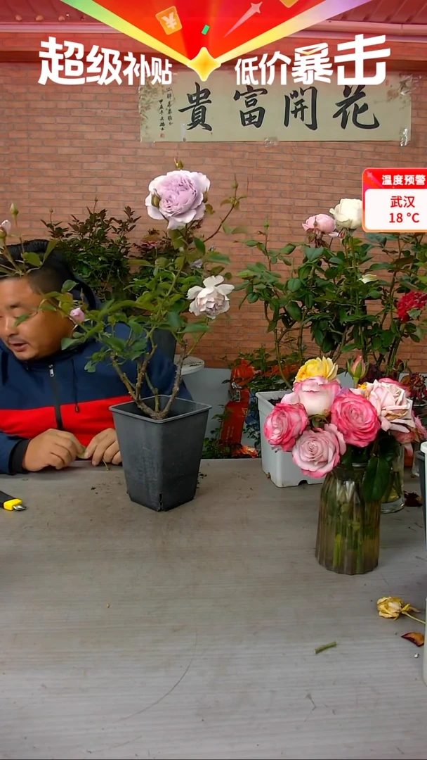 当前无花朵，栽培后可花朵蜻蜓