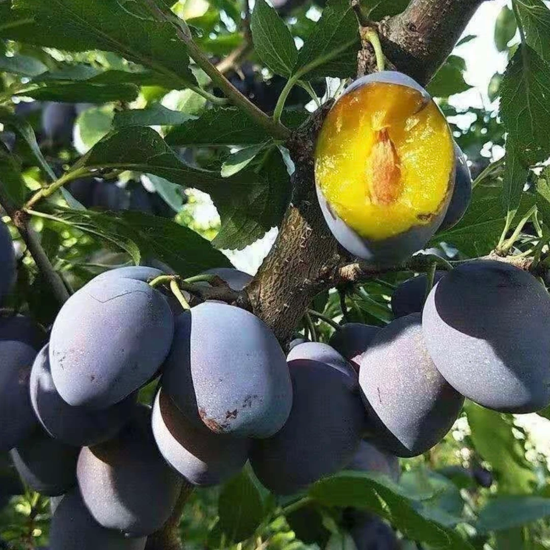 陕西头茬蓝蜜西梅新鲜应季水果现摘产地直发放软吃纯甜多汁