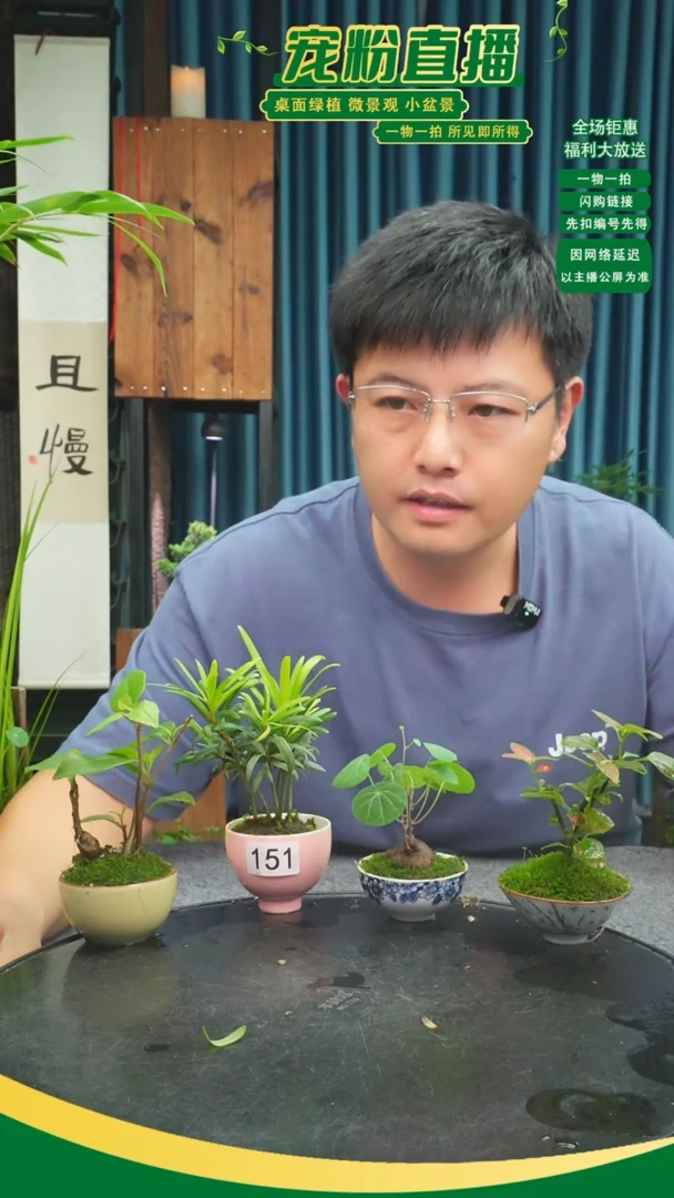 无花朵娃*苔藓微景观151号