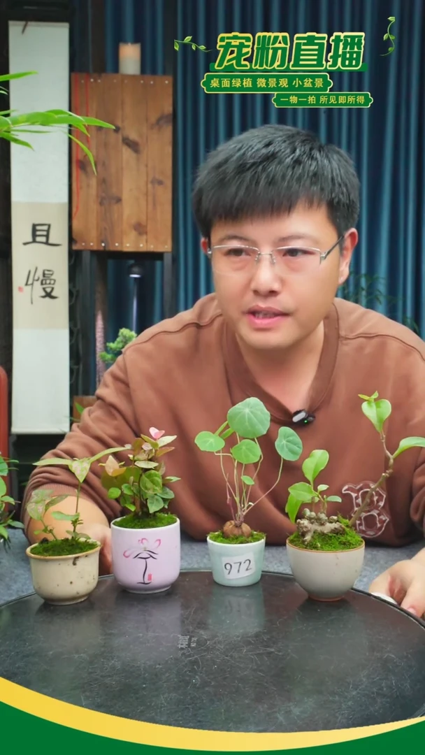无花朵T****x苔藓微景观972号