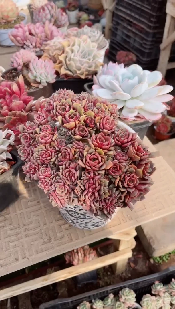 【闪购商品】15219