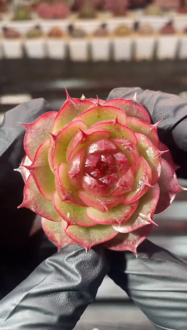 7-86极光3-5厘米量拍发一颗