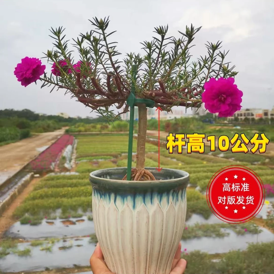 玫红色重瓣太阳花老桩耐寒耐旱多季开花适合室内外种植