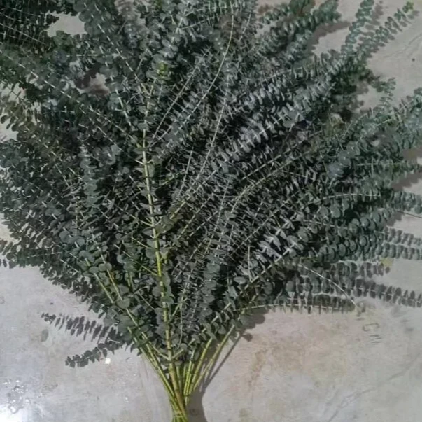 1公斤/把小叶尤加利 配花配草 云南斗南花材鲜花玫瑰零售批发