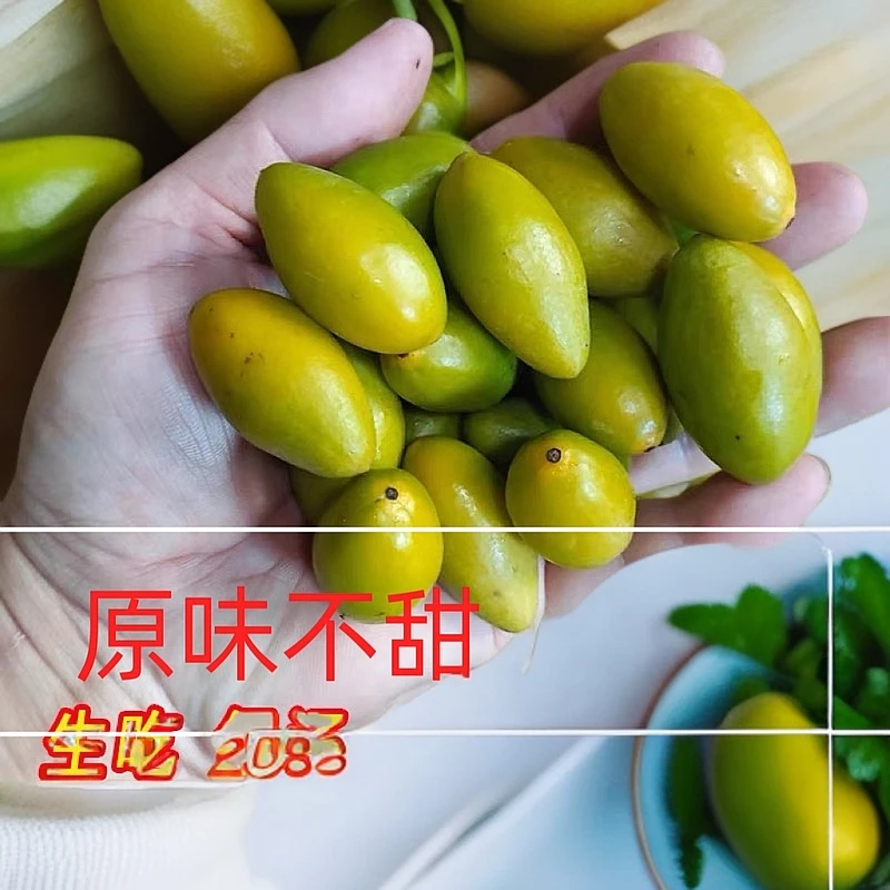 手工采摘口感脆橄榄青枣脆福州特产闽清二号橄榄两头尖橄榄果生吃