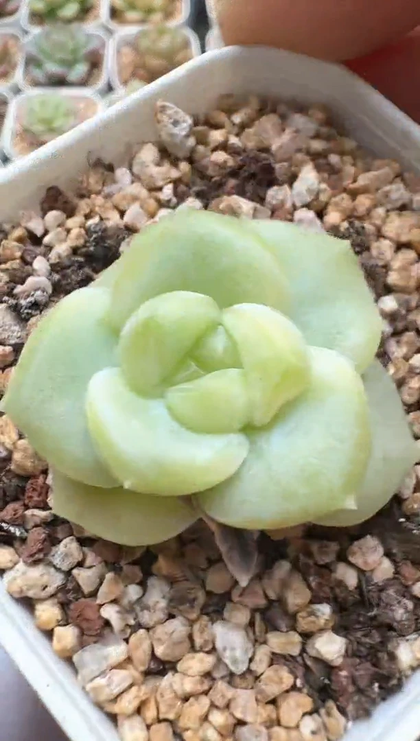 764D云禹多肉植物 带盆土纸巾打包 3颗包邮