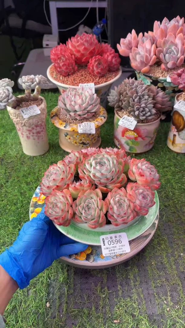 昆明印象多肉0596