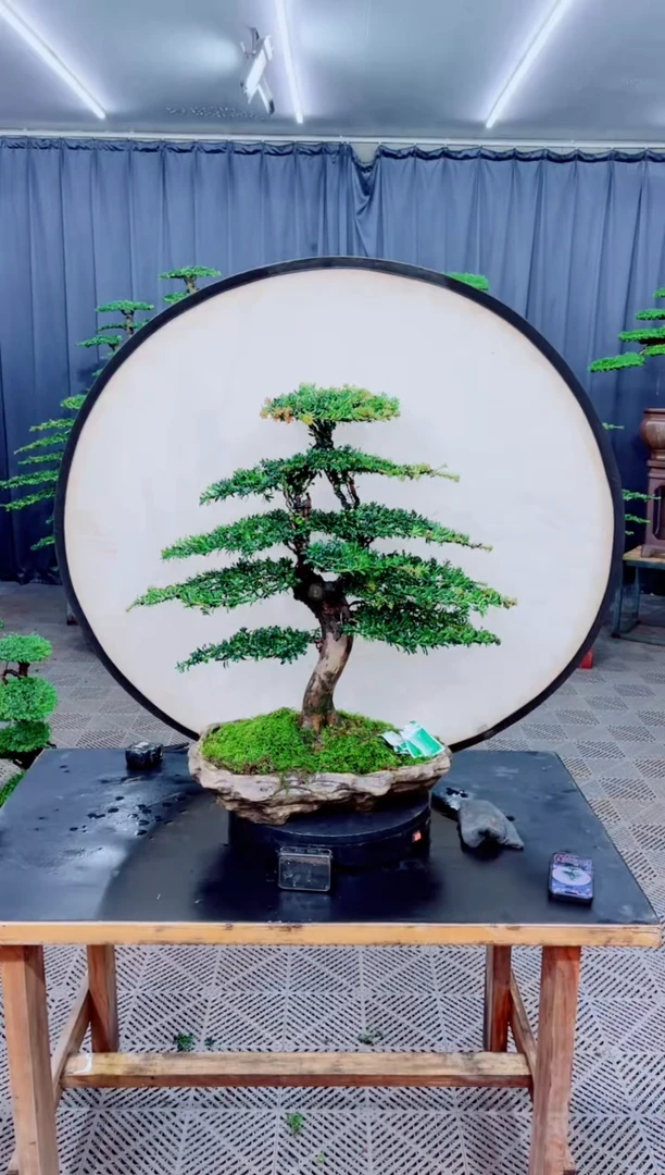 无花朵迎客松111罗汉松