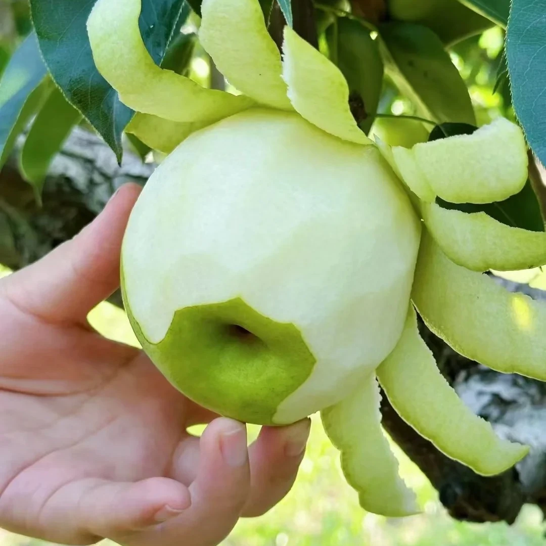 【顺丰发货】新鲜砀山青梨蜜梨皇冠梨翠冠梨新鲜青梨子水果梨子批发