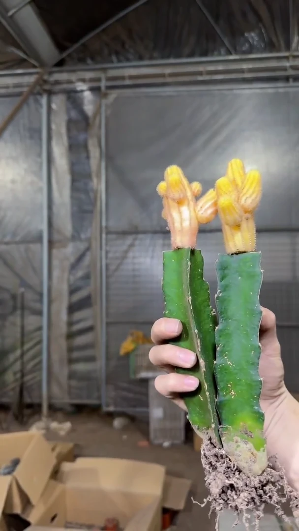 2颗 红山吹【嫁接】