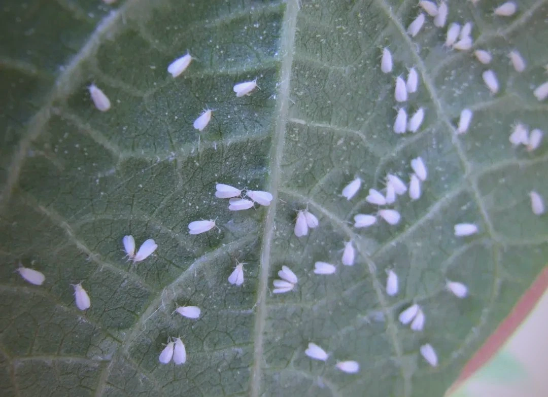 辣椒 茄子白飞虱特效,1瓶7桶水