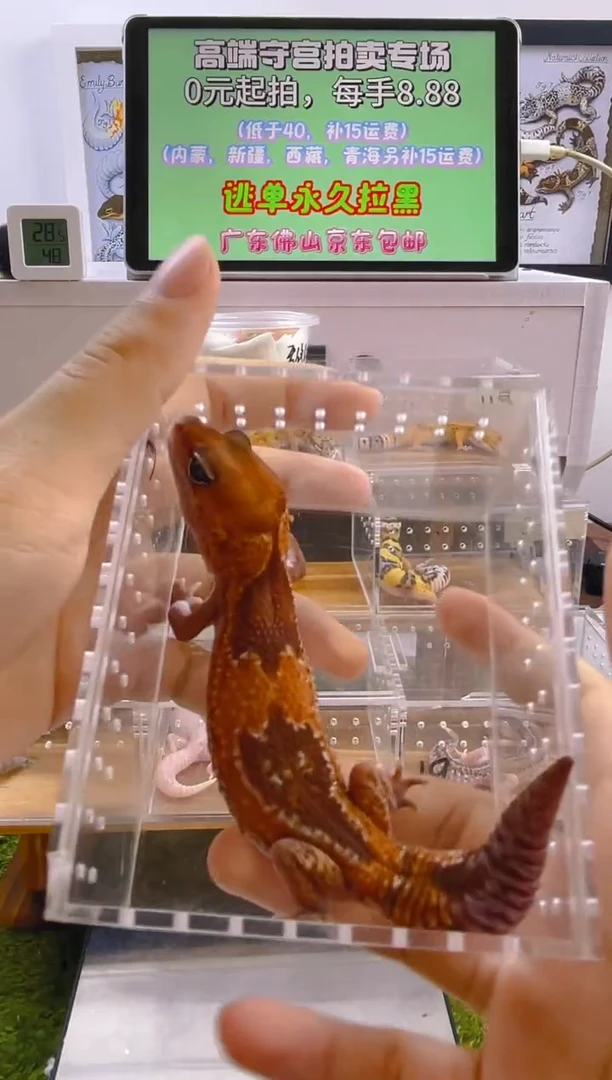 豹纹守宫肥尾豹纹苗子亚成成体