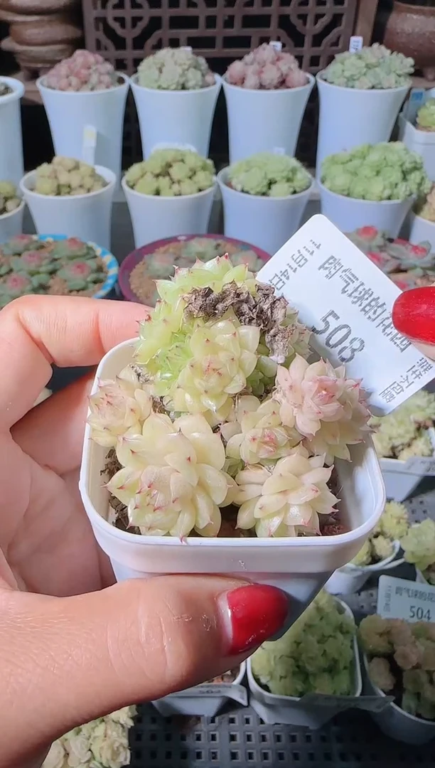 1114-508群生不包整