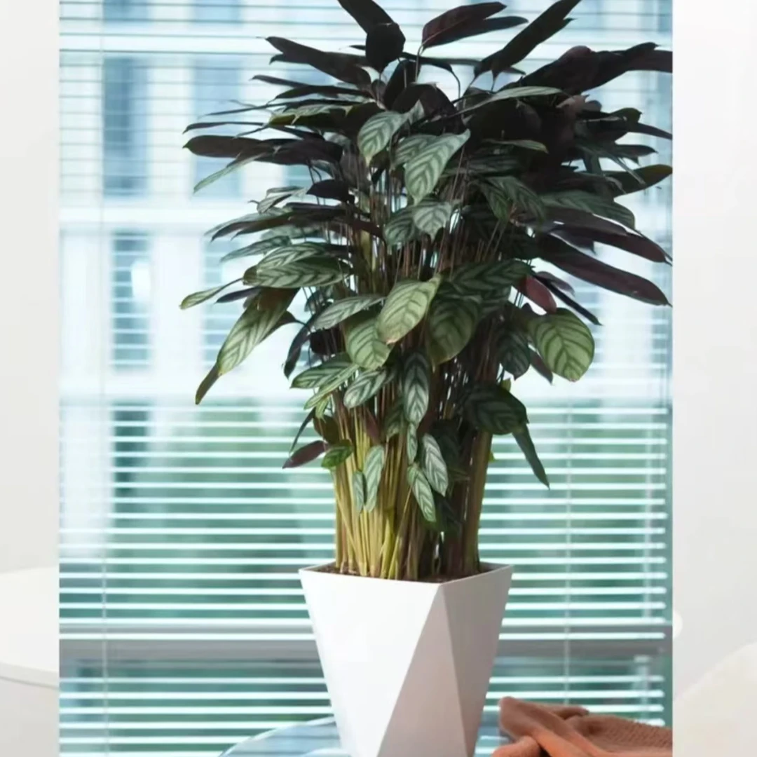 【新飞羽竹芋】室内观叶植物净化空气四季常青盆栽花卉绿植