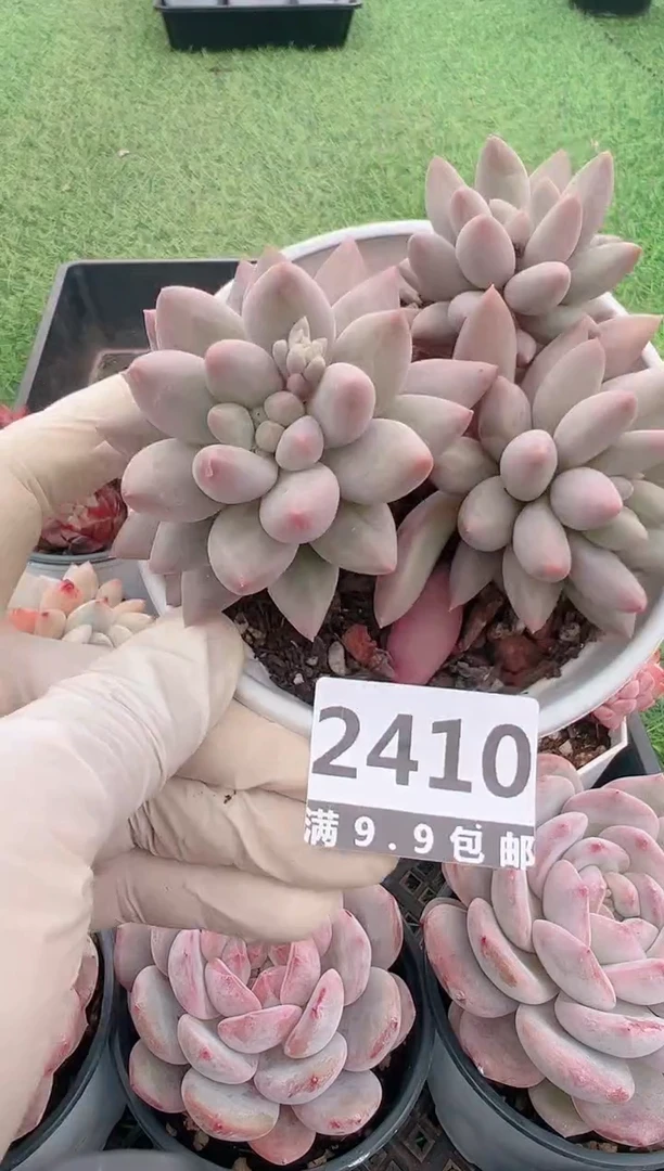 【闪购商品】信福多肉一物一拍