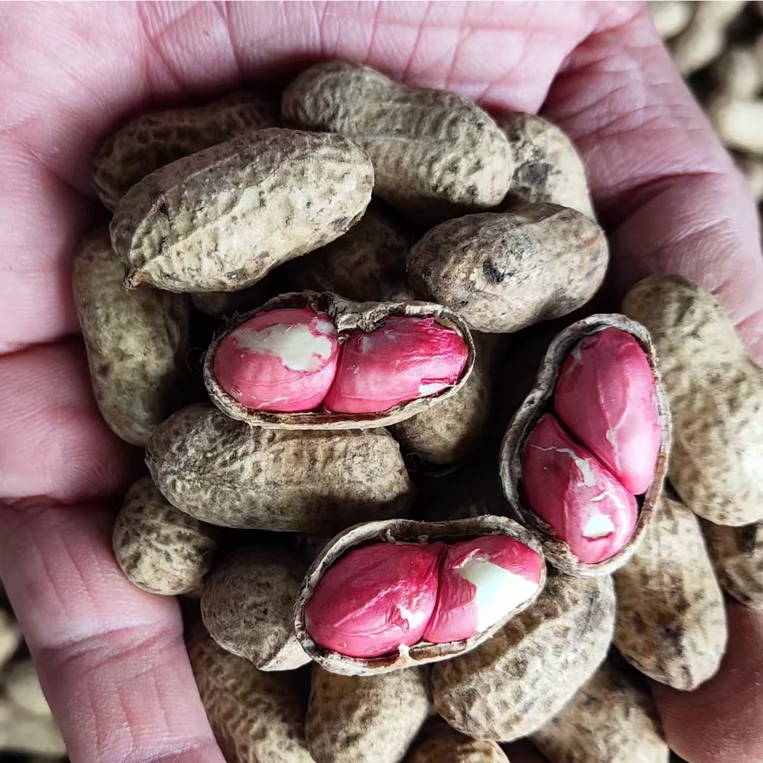 水果甜红衣带壳生新鲜自种湿小颗粒饱满新鲜花生