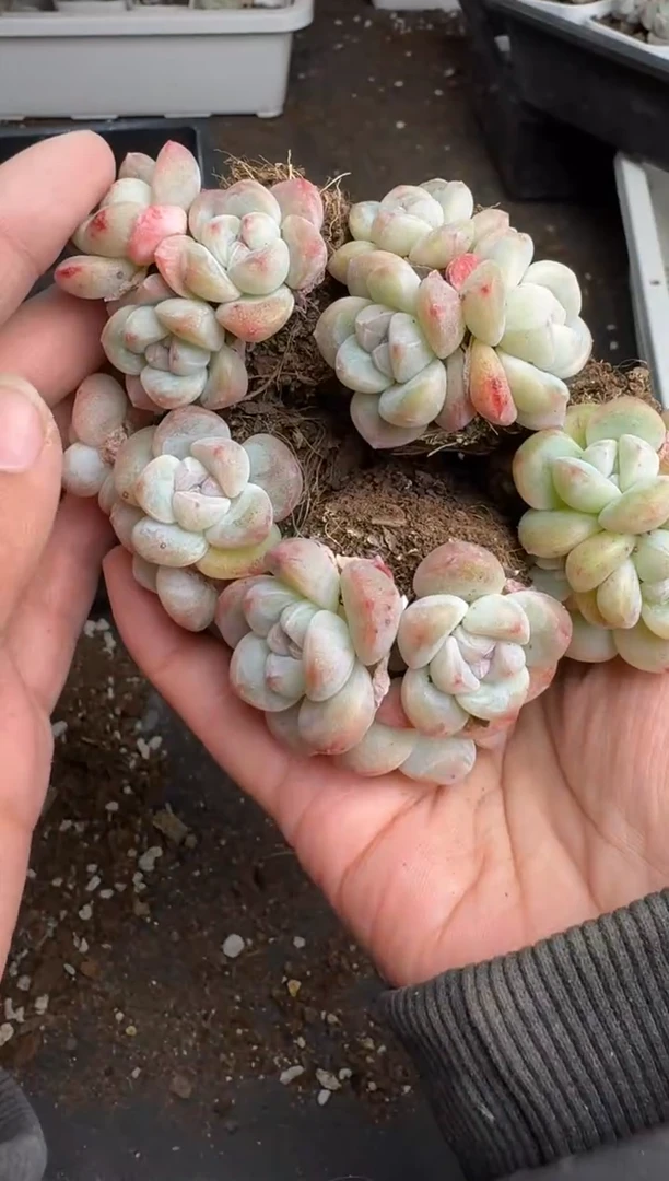 【闪购商品】231号到手5棵--江北多肉