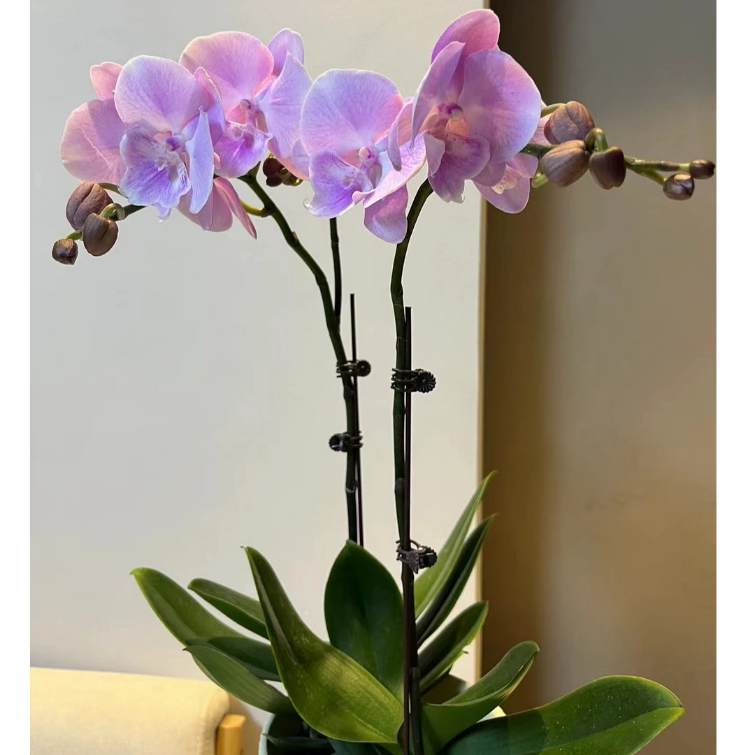 【小阿阮】A级芭比娃娃蝴蝶兰盆栽·花期长桌面装饰摆件云南顺丰直发