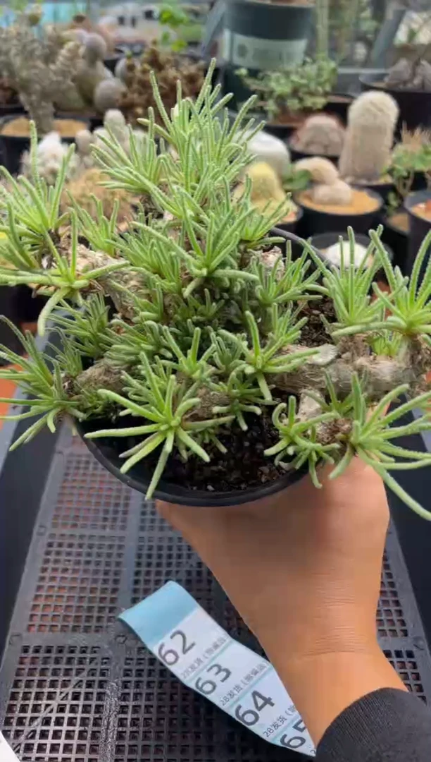 叫***kOK专拍大号天赐快跟