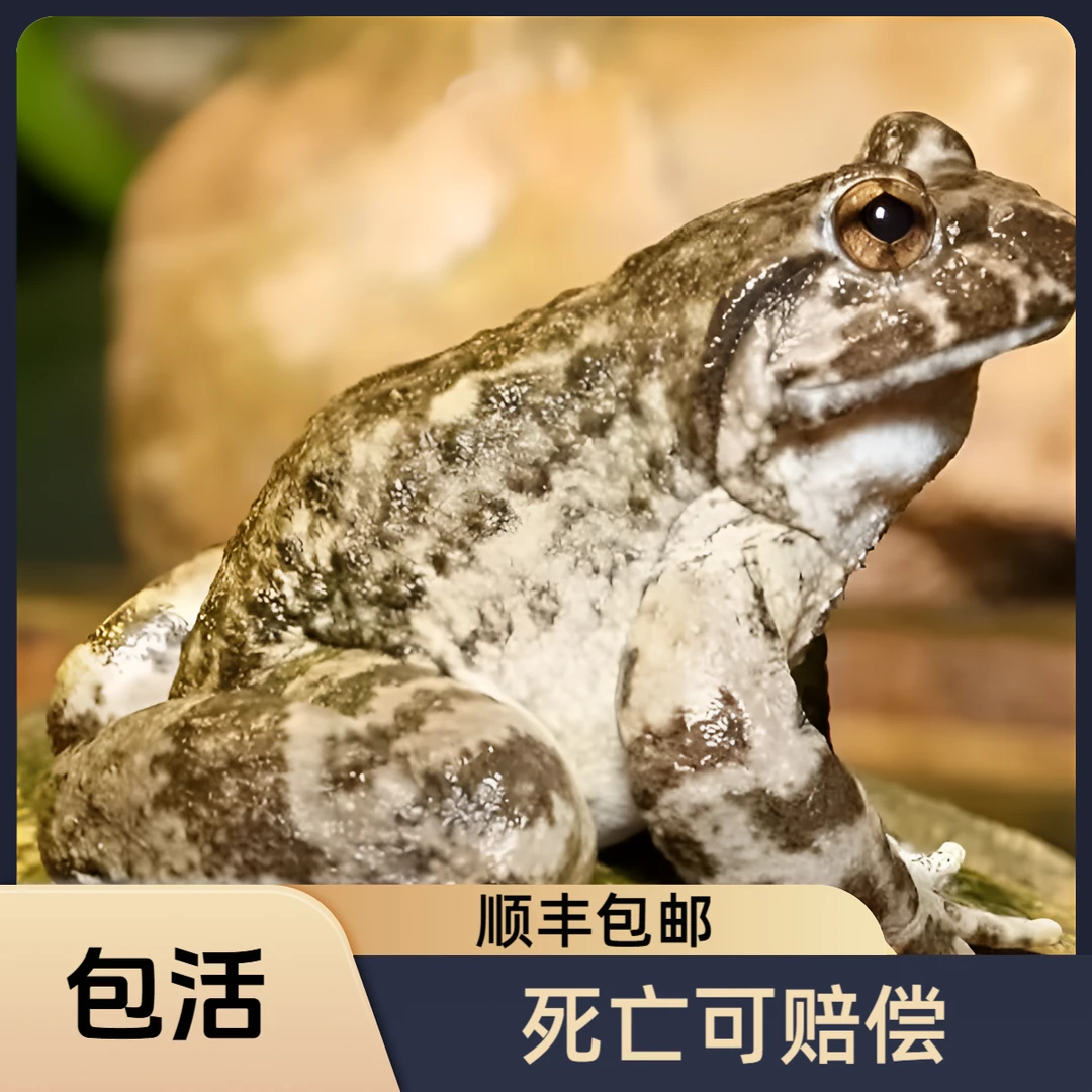 新鲜石蛙石蛤石冻石鳞蛙月子滋补品产地直供顺丰包邮活蛙发货