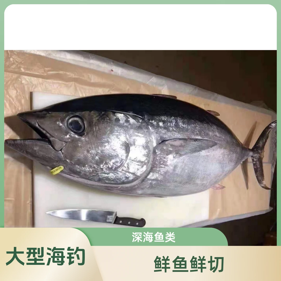 【产季优惠】海钓鱼 刺身鱼 深海鱼 新鲜 大蓝鳍金枪鱼 鲷鱼 鲜活冻