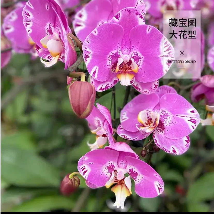 【超大花带剑】【藏宝图】2.8杯蝴蝶兰叶片瑕疵有返祖概率满两颗发货