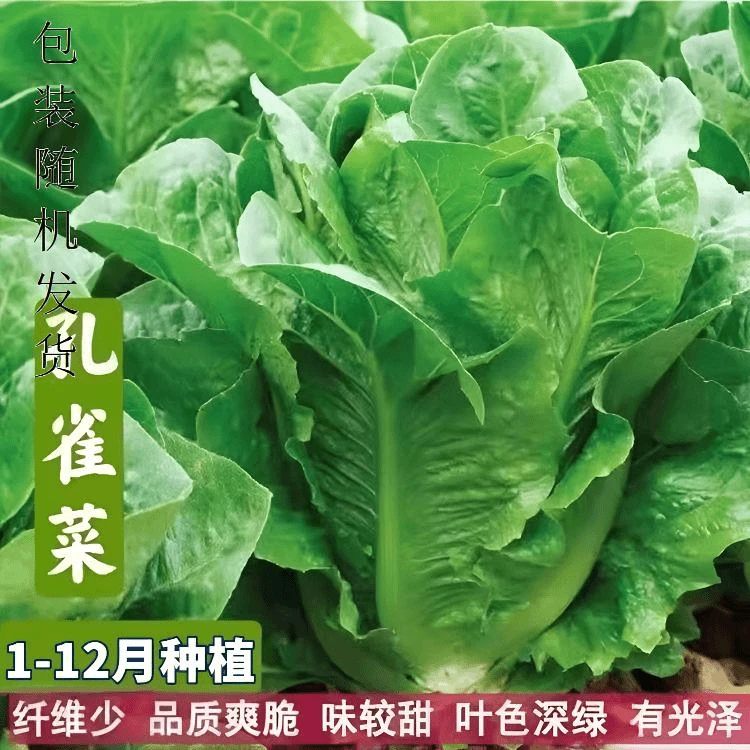 孔雀菜种子生吃脆甜高营养直立生菜春秋播种沙拉蔬菜蔬菜种子