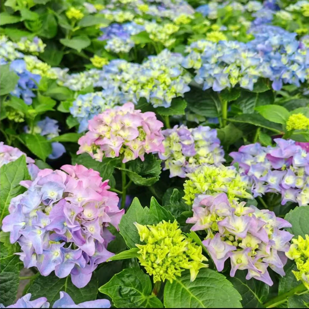 【无尽夏1加仑】粉蓝紫色大花多季节新老枝室内室外庭院新手