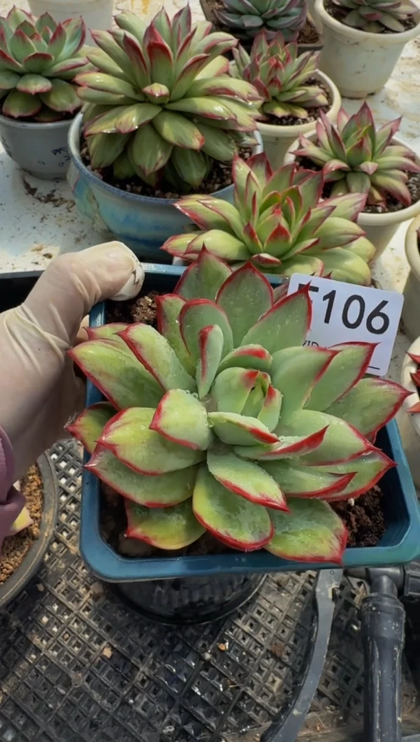 F106惊鸿仙子（裸根发货）