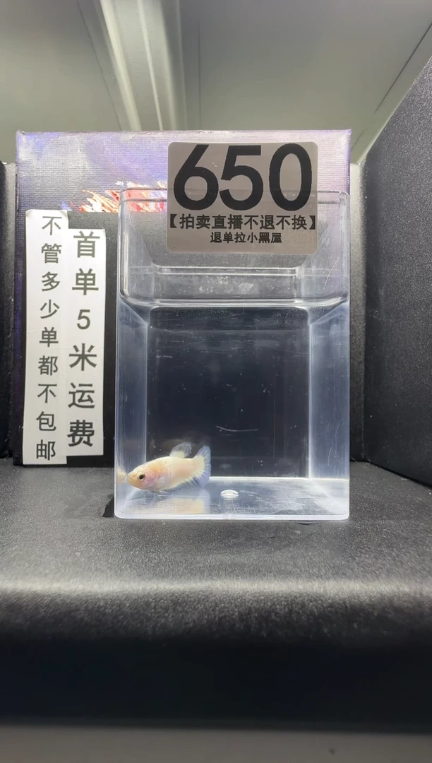 斗鱼母鱼编号：650