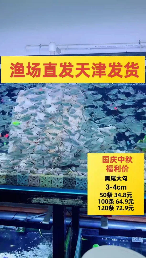 灯科鱼女王大凡   1条
