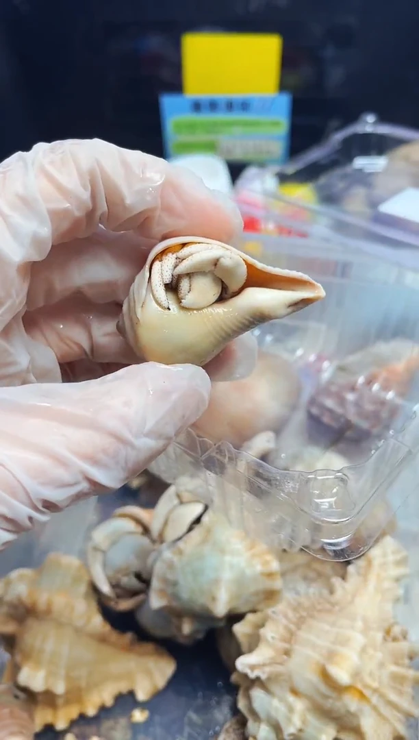 陌派有钳寄居蟹333