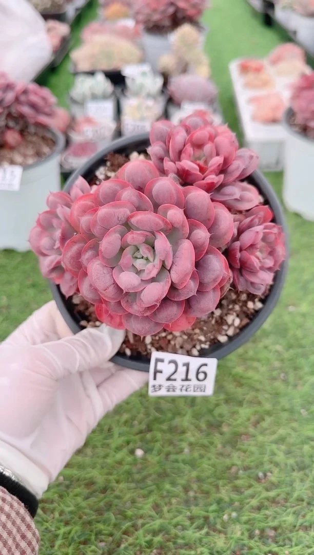 【闪购商品】梦会多肉一物一拍