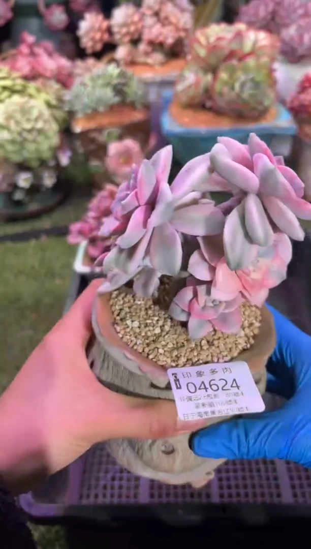 【闪购商品】04624