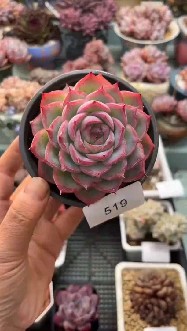 519单头侧影多肉