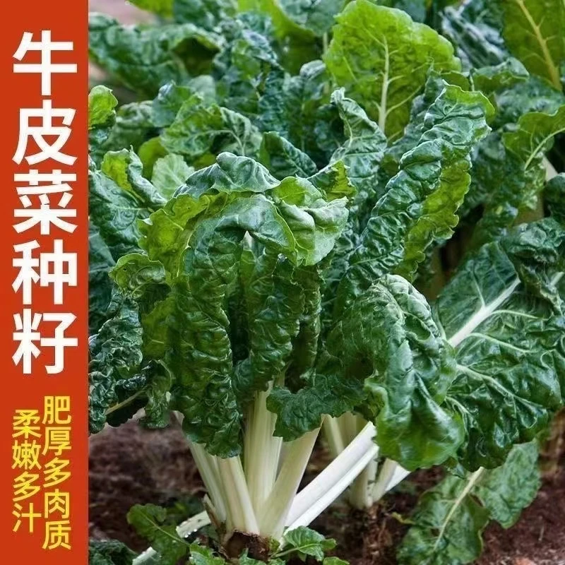 【全店满8包包邮】牛皮菜种子
