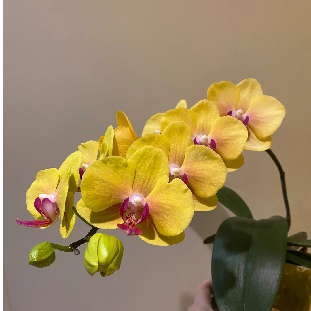 【大菠萝花苗】3.5寸杯-不含花剑-不含花苞-兰花蝴蝶兰客厅绿植盆栽