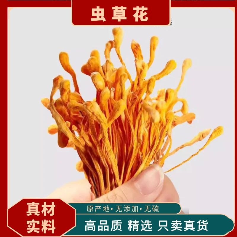 虫草花干货正品北虫草蛹虫草金虫草新鲜虫草花干货精选野生煲汤料