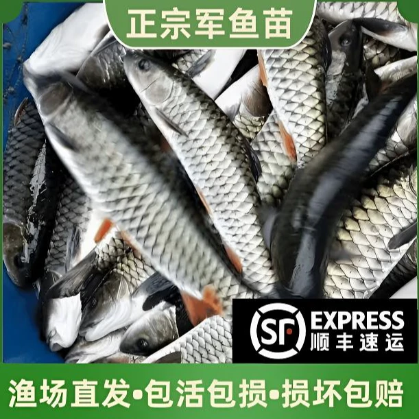 【正品】军鱼溪流鱼黄娟鱼倒刺鲃鲅鱼食用观赏鱼【顺丰】包邮