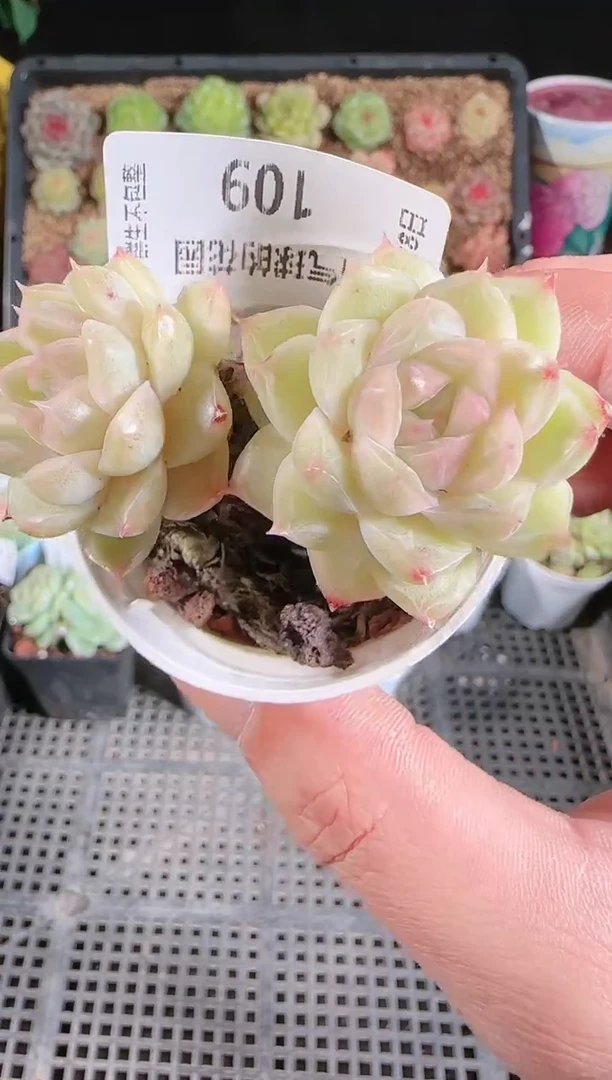 多肉1128-109群生不包整