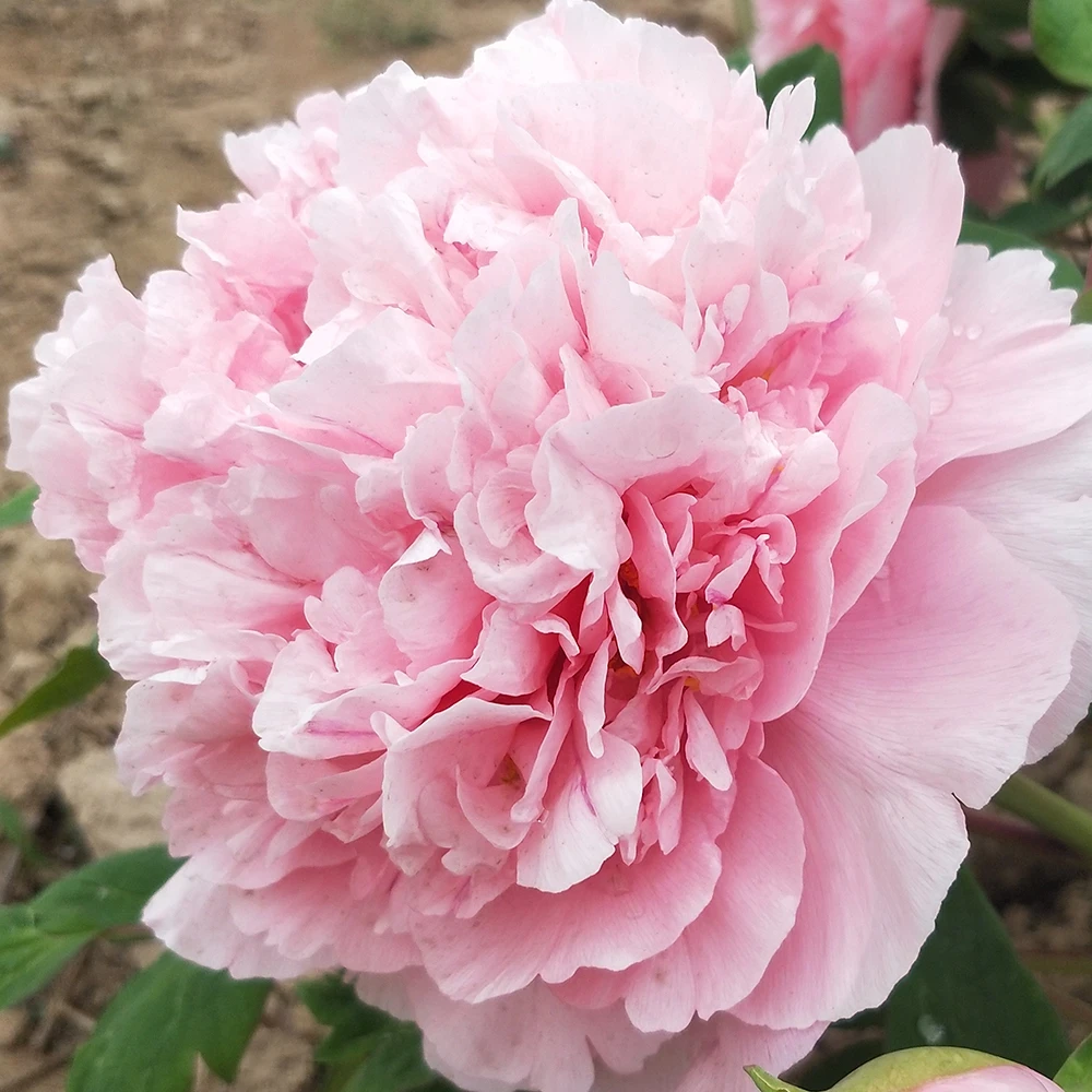 （粉中冠） 牡丹花苗 先发花肥 秋天发苗